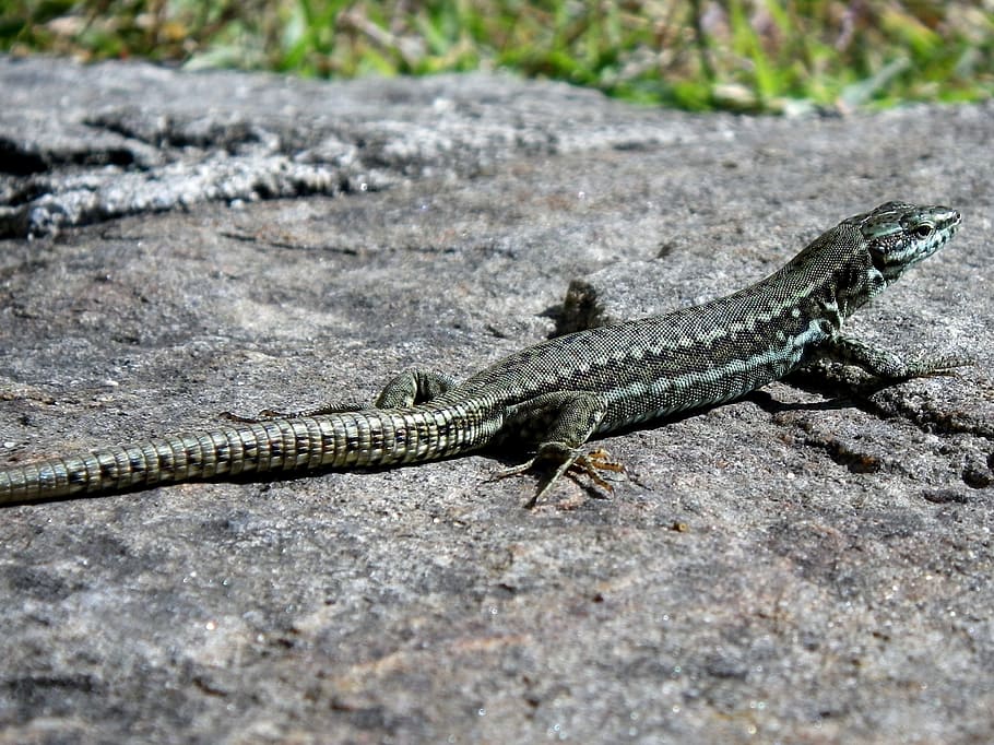 Lizard, Reptile, Close, one animal, animals in the wild, animal wildlife HD wallpaper
