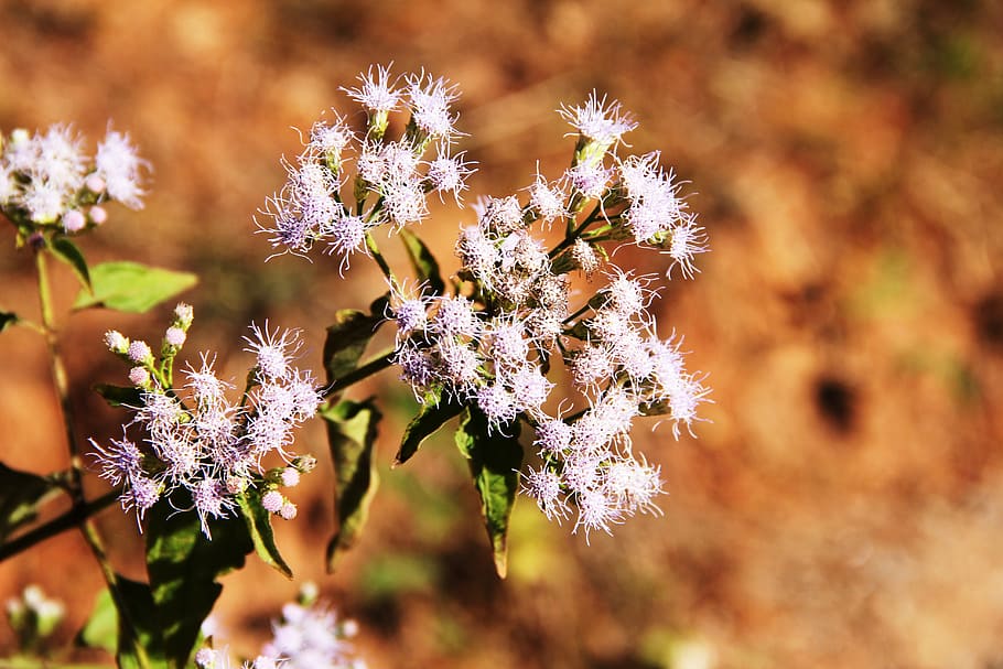 blossom, bloom, tender, macro, flower, flowering plant, beauty in nature HD wallpaper