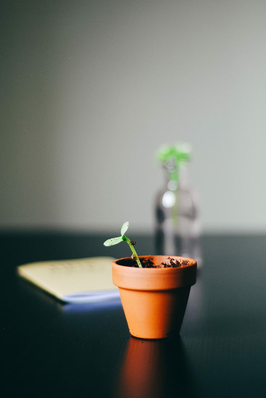 green leafed plant with pot on black desk, green potted seedling HD wallpaper