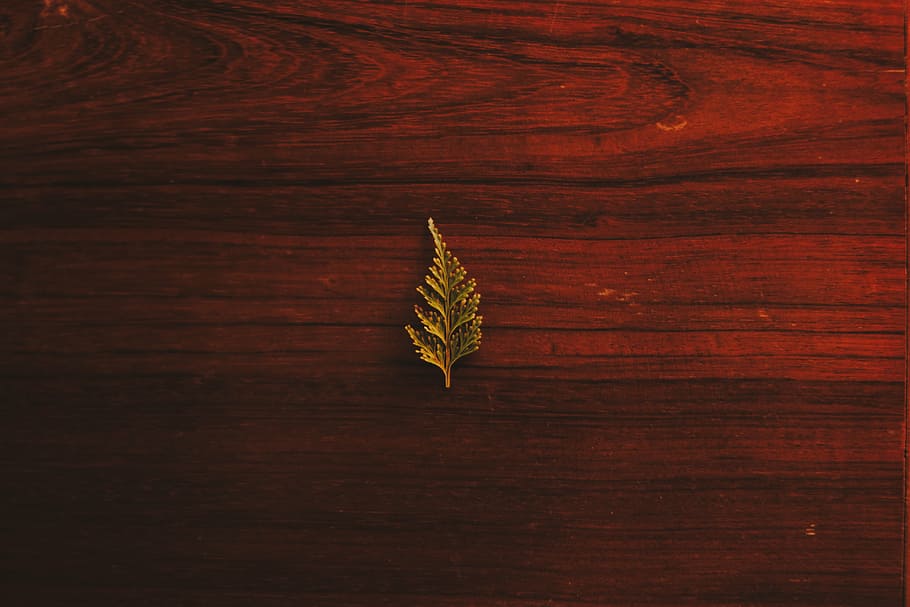 background, board, dark, delicate, design, hardwood, leaf, log HD wallpaper