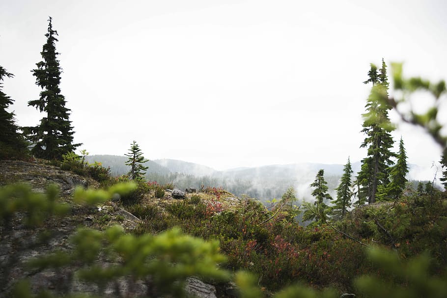 tilt shift photography of trees on hill at daytime, mountain with green trees and white fog HD wallpaper