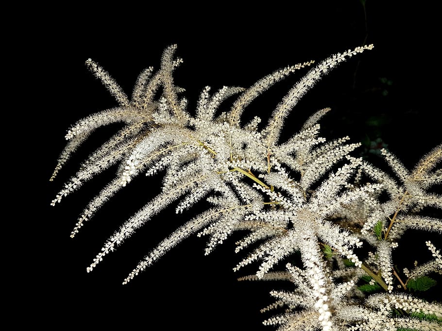 Plant, Flowers, Forest, parzydło forest, no people, close-up HD wallpaper