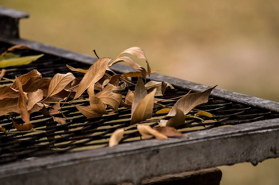 Spit, Leaves, Winter, animal wildlife, day, wood - material HD wallpaper