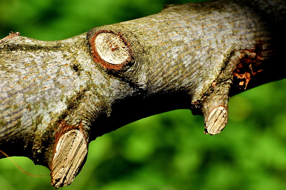 branch, tribe, cut, aesthetic, wood, branches, beschnitten HD wallpaper