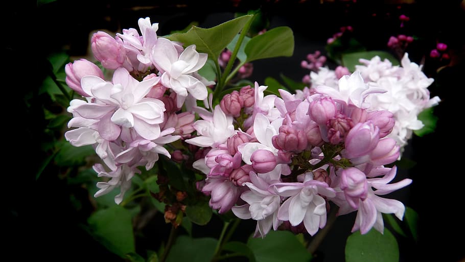 lilac, pink, double flower, flowering plant, freshness, beauty in nature HD wallpaper