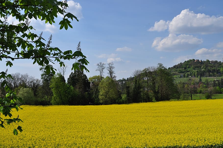 landscape, yellow, spring, flower, bloom, plant, growth, beauty in nature HD wallpaper
