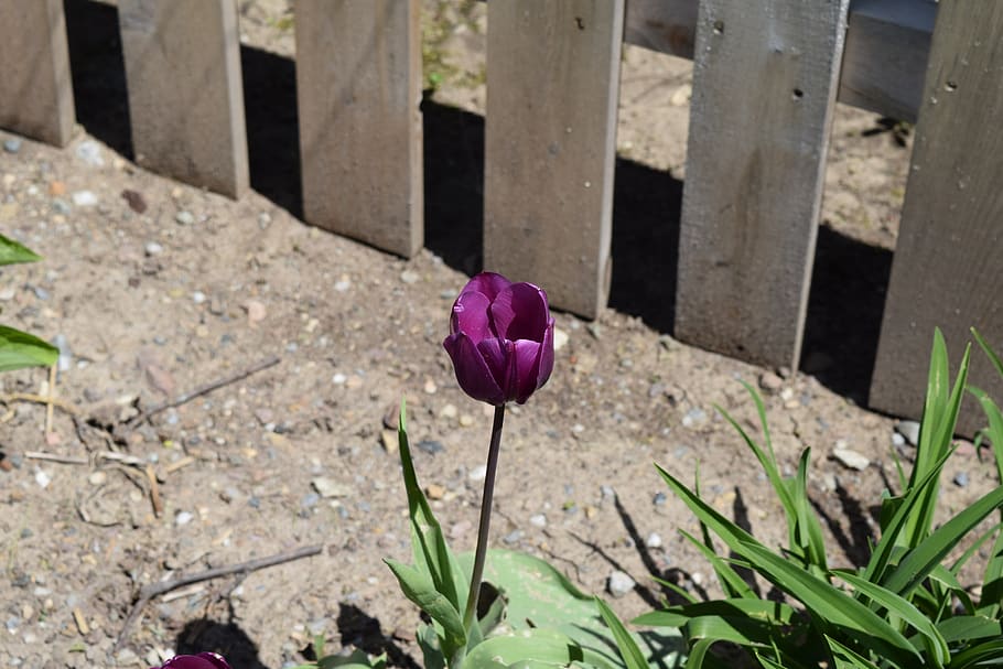 tulip, flower, spring, plant, flowering plant, freshness, beauty in nature HD wallpaper