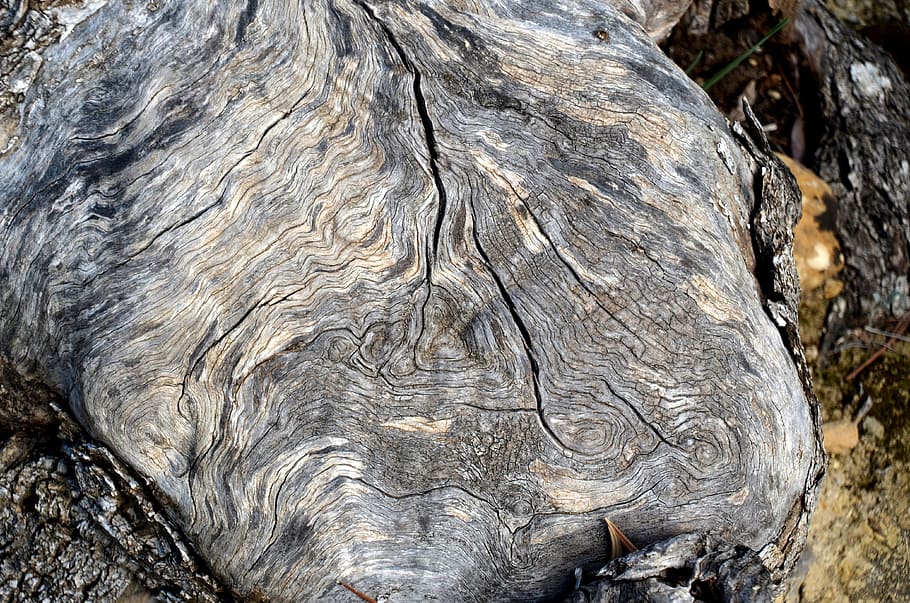 bark, structure, tree, log, nature, tree bark, tribe, grain HD wallpaper