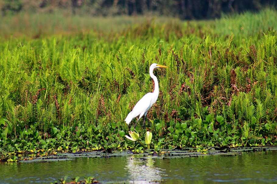 White Bird Near Spring River, animal, beak, daylight, environment HD wallpaper