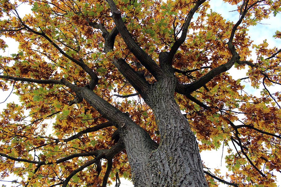 Tree, Tribe, Autumn, Leaves, Color, yellow, green, brown, tree bark HD wallpaper