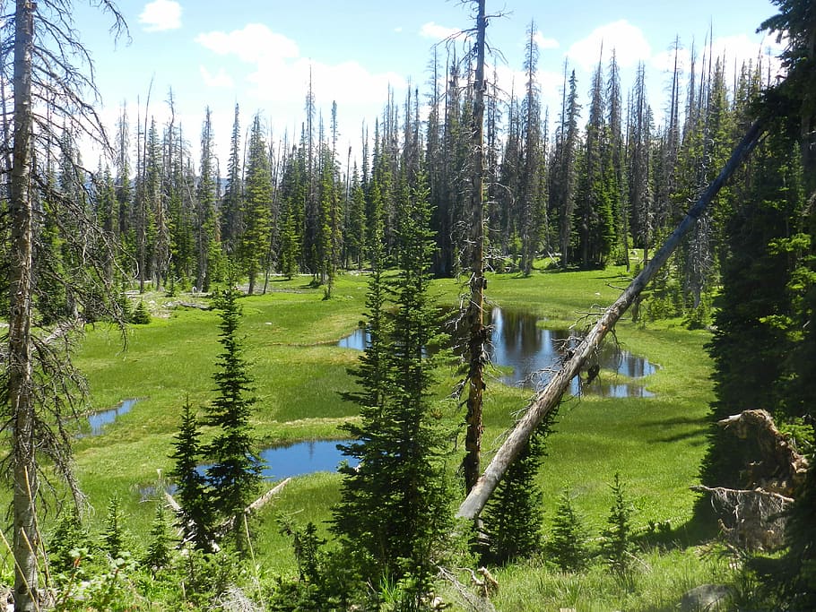 Uinta, Swamp, Mountains, Utah, Forest, evergreen, tree, nature HD wallpaper