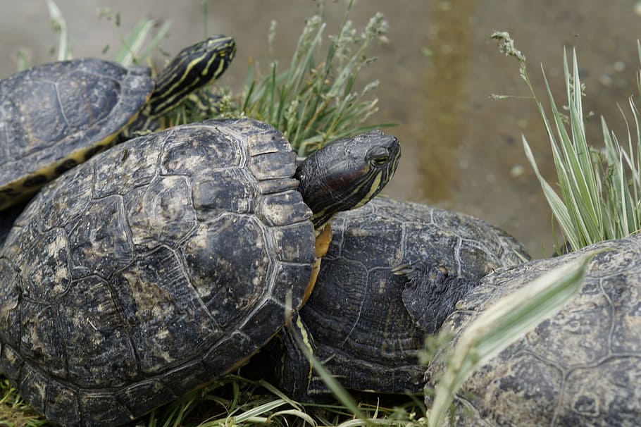 Water Turtle, Bask, Panzer, tortoise shell, drawing, pond, animal HD wallpaper