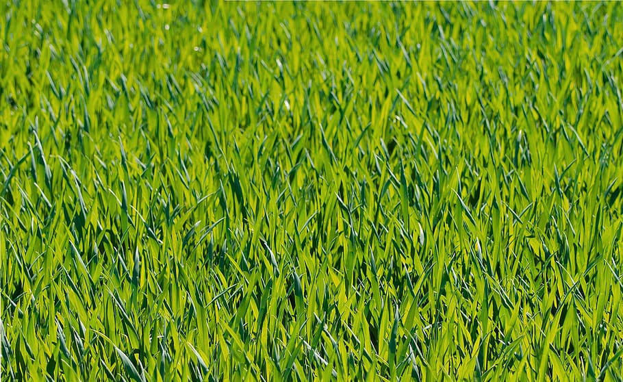 Green Grass Close Up Photograph, close-up, field, nature, green color HD wallpaper