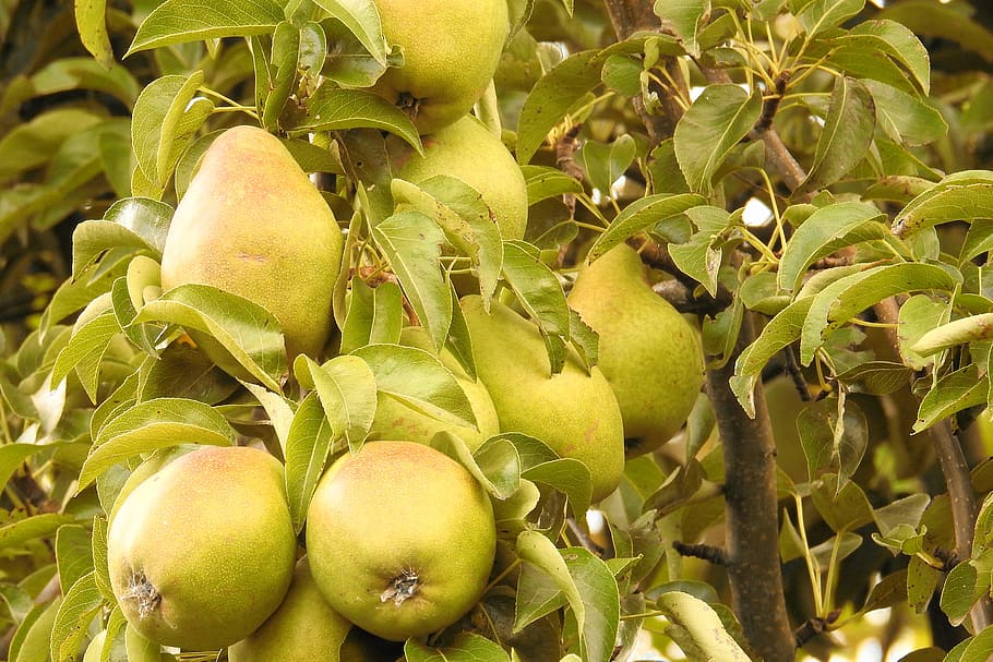 pears, green, branch, fruit, food and drink, healthy eating HD wallpaper