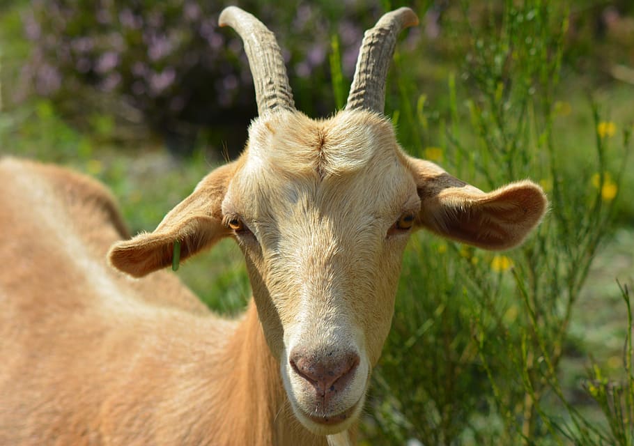 goat, billy goat, bock, goat portrait, pillar, smile, wildlife photography, HD wallpaper
