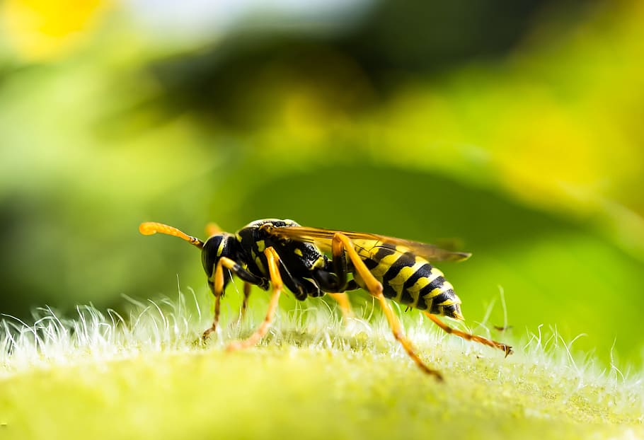 wasp, insect, macro, true wasp, animal, fauna, summer, yellow HD wallpaper
