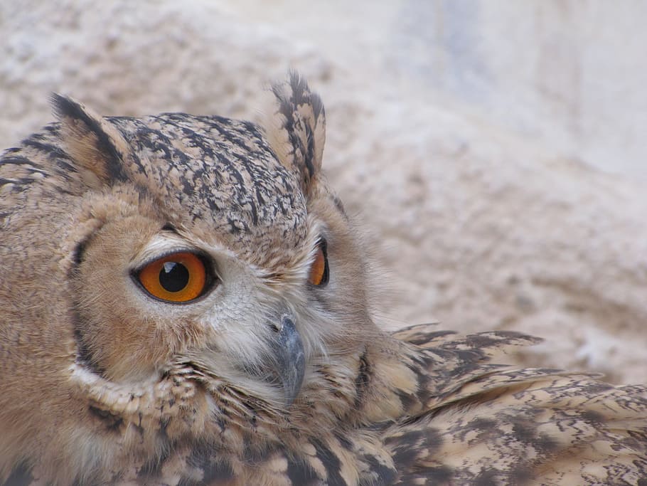 Owl, Nature, Wildlife, Birds Of Prey, wisdom, wise, big eyes, HD wallpaper