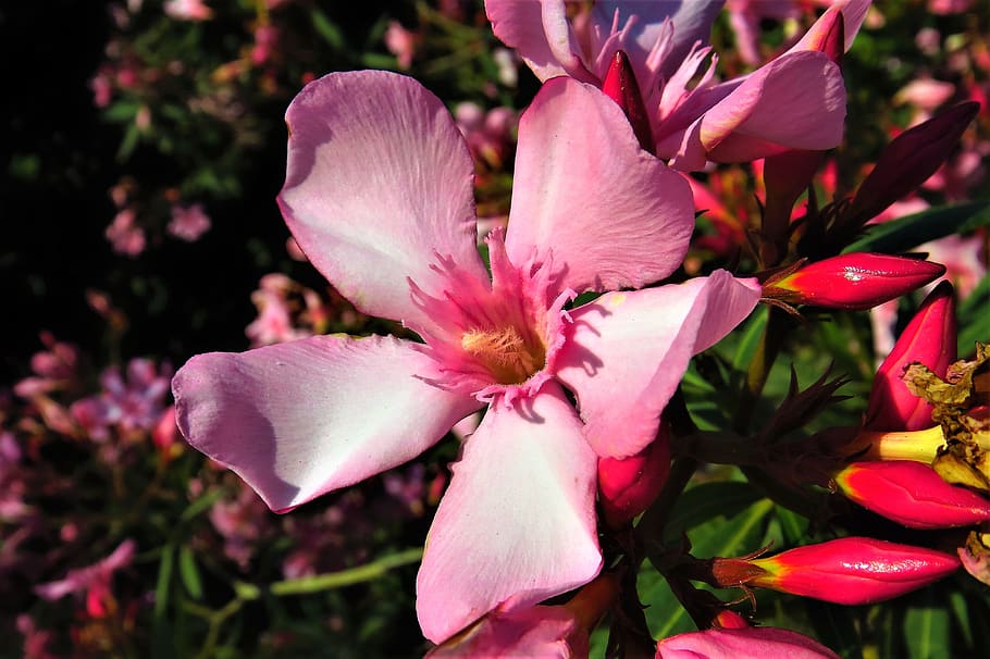 flower, thriving, nature, plant, petal, athens, beautiful, pink, HD wallpaper
