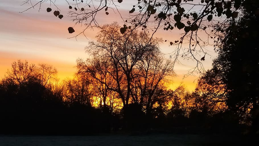 tree, nature, dawn, sun, landscape, sunset, sky, plant, silhouette HD wallpaper