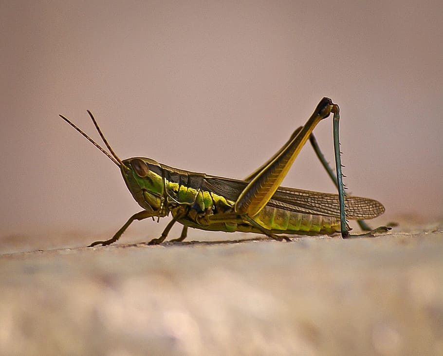 Grasshopper, Insect, Wild, green, wildlife, animal, nature HD wallpaper