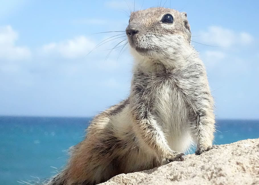 Chipmunk, Fuerteventura, Rodents, croissant, nager, cute, close, HD wallpaper
