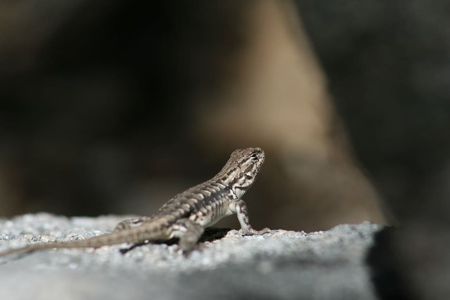 lizard, reptile, nature, small, animal, wildlife, reptilian HD wallpaper