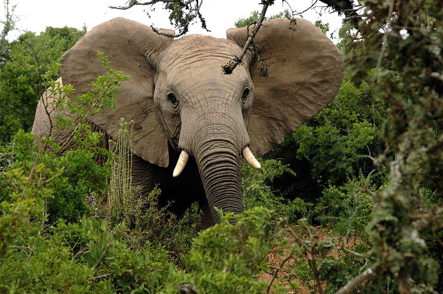 photo of elephant beside tree, tusks, trunk, mammal, wildlife