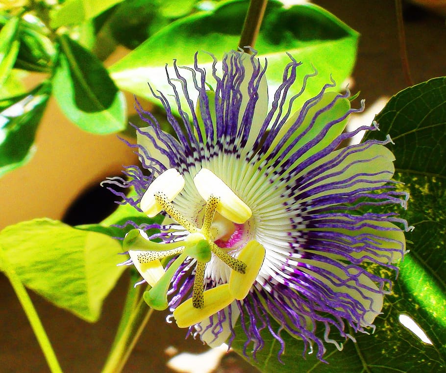 flower, flora, nature, leaf, summer, flowering plant, growth HD wallpaper