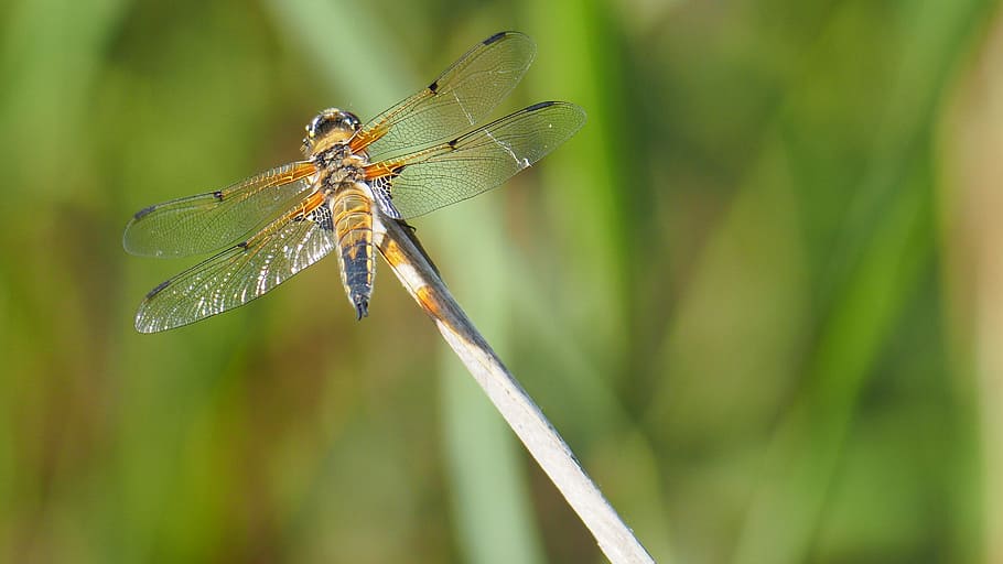 Insect, Dragonfly, Macro, Nature, one animal, animal themes HD wallpaper