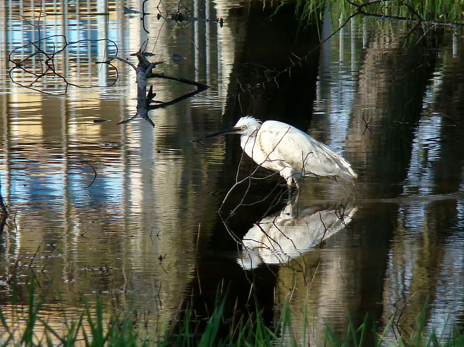 water, reflection, bird, pool, lake, animals in the wild, animal themes HD wallpaper