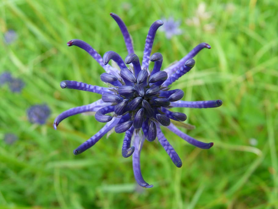 Spherical, Devil'S Claw, Flower, Blossom, spherical devil's claw HD wallpaper