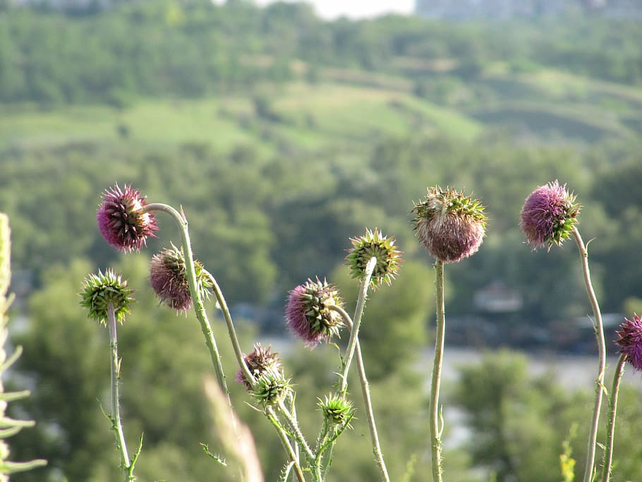 budyak, thistle, pink, barb, bloom, purple, landscape, nature HD wallpaper