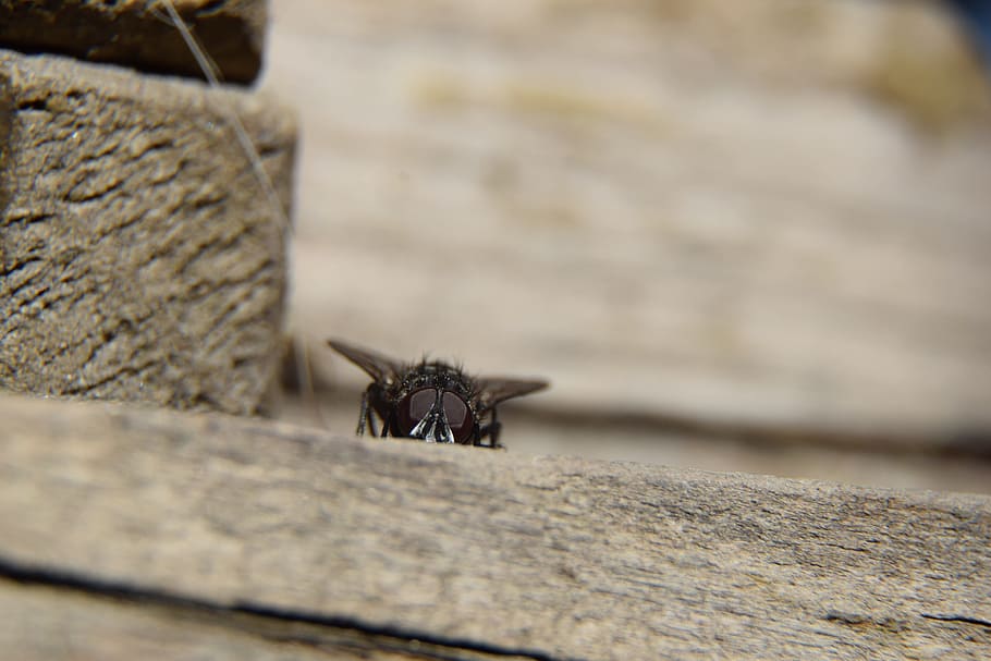 fly, macro, insect, autumn, animal themes, animals in the wild HD wallpaper