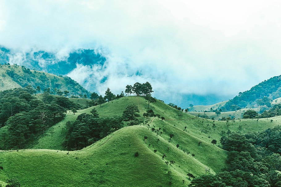 trees on top of green mountain, hill landscape during daytime HD wallpaper