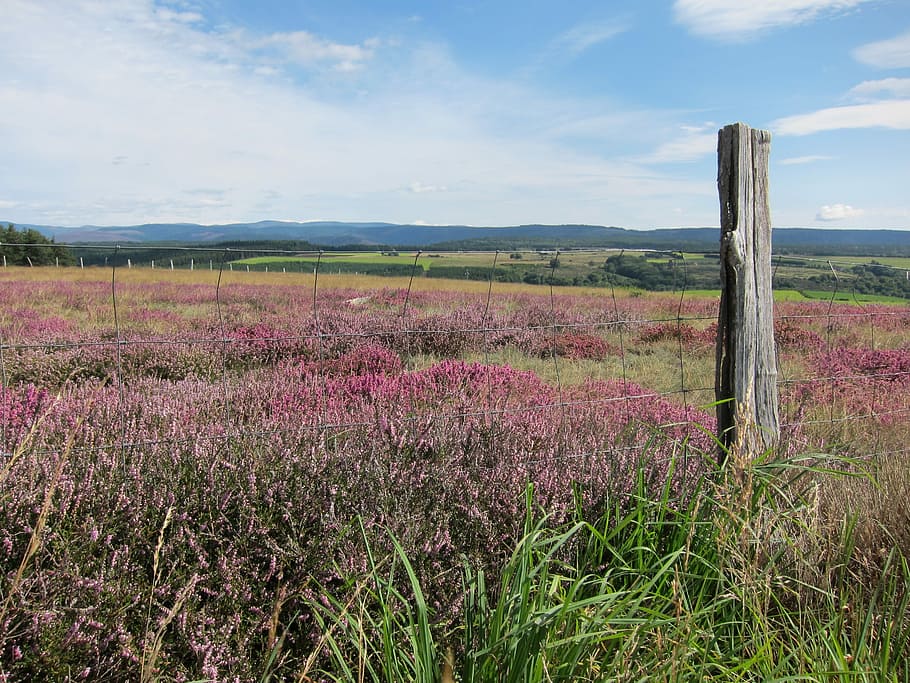 Cévennes, Lande, wild flora, field, nature, growth, landscape HD wallpaper