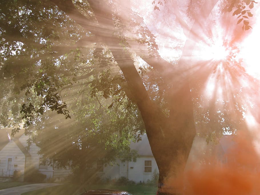 sunlight through green tree near houses, rays, bright, glowing HD wallpaper