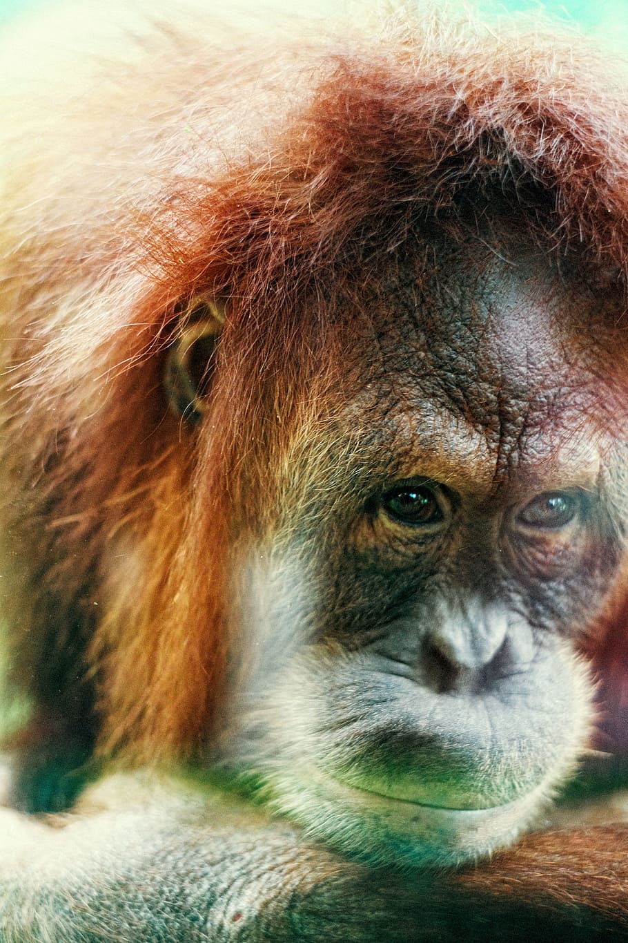 Monkey, Tosca, Sorrow, nevolya, animal, primate, ape, orangutan HD wallpaper