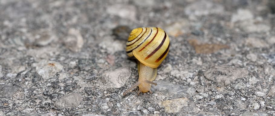 snail, shell, crawl, road, close, animal, animal wildlife, animal themes HD wallpaper