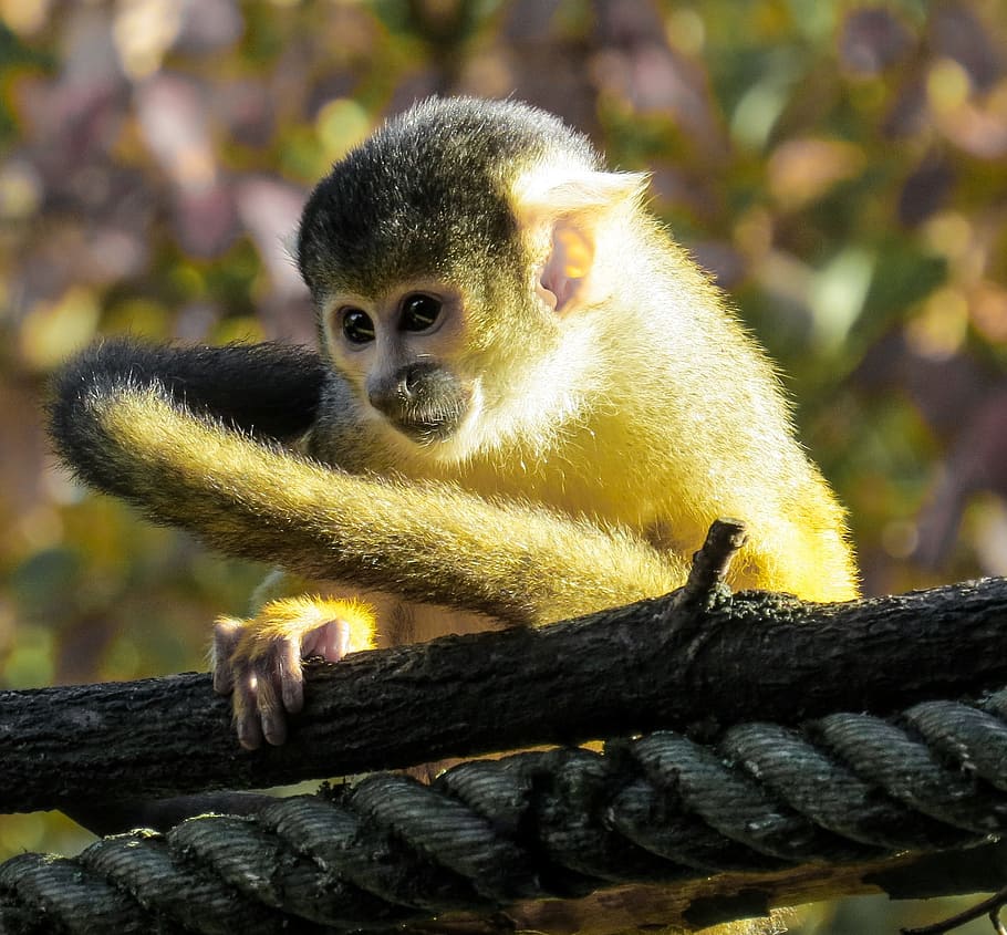 Monkey, Capuchin, Close, Cute, young, young animal, monkey baby HD wallpaper