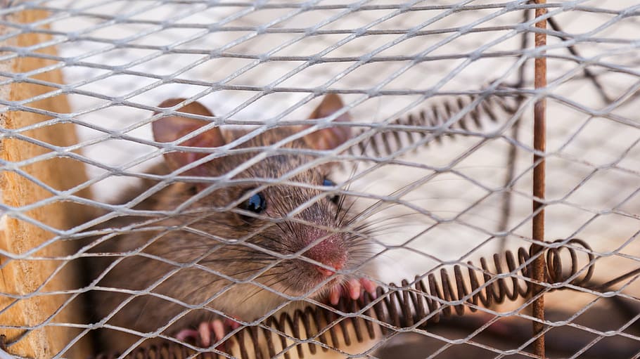 cage, closeup, mouse, rodent, trapped, animal, mousetrap, rat, HD wallpaper