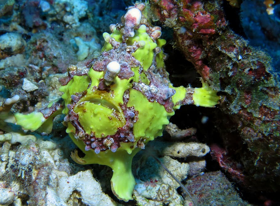 frog fish, underwater, scuba diving, undersea, ocean, philippines HD wallpaper