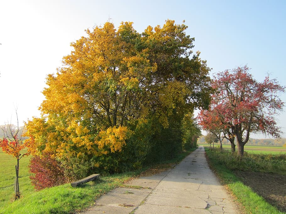 germany, landscape, road, trees, fall, autumn, foliage, colorful HD wallpaper