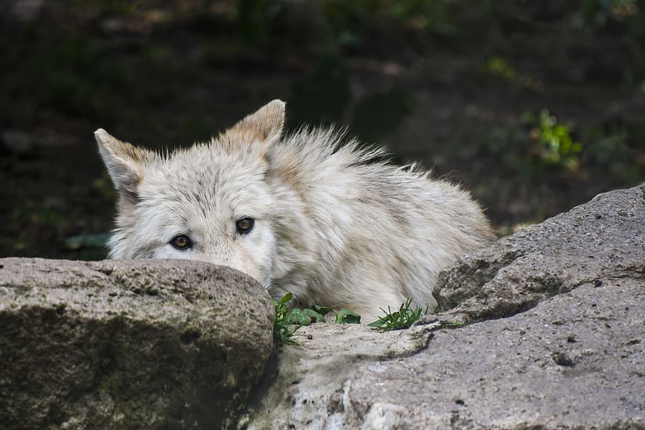 wolf, predator, rock, wild animal, one animal, animal themes HD wallpaper