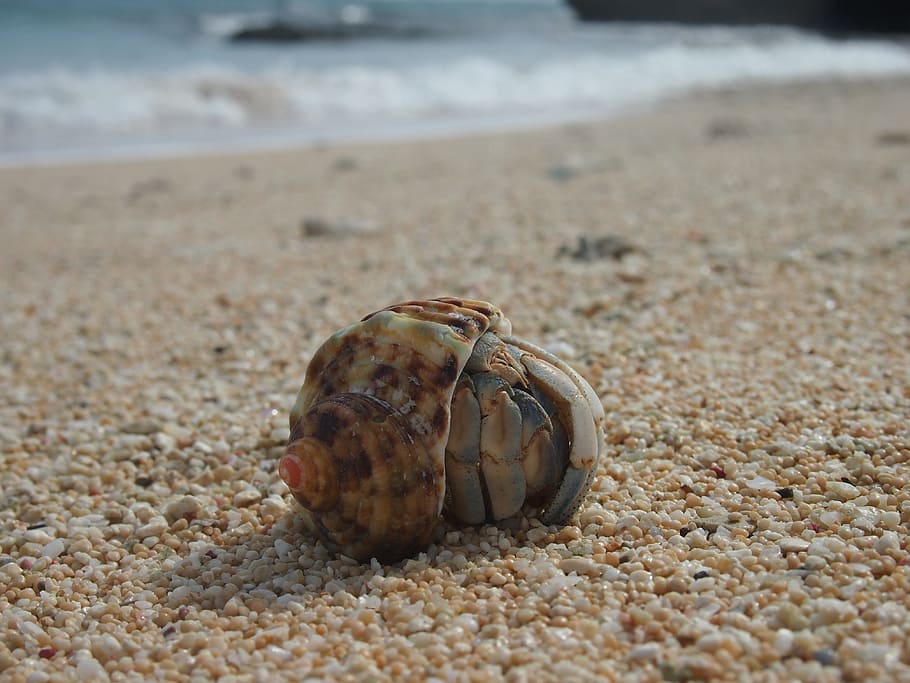 Hermit Crab, Yoron, Sea, Beach, sand, day, no people, outdoors, HD wallpaper