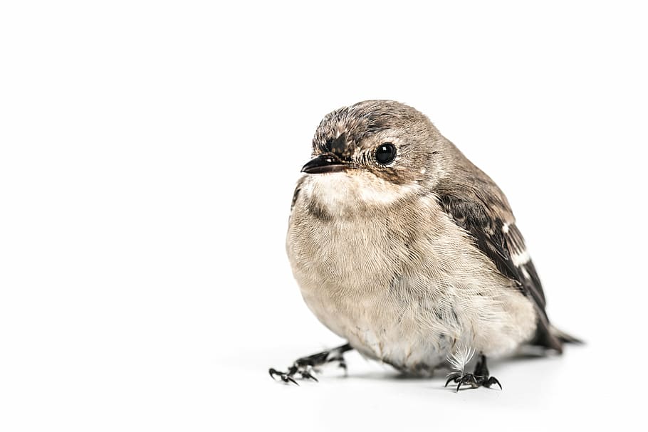 photography of gray and brown bird in white background, animal HD wallpaper
