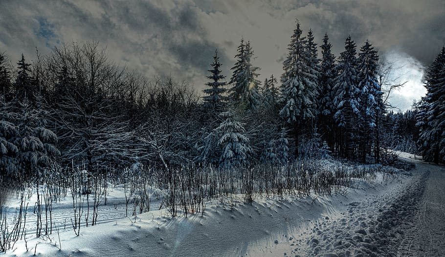 snow covered trees photography during daytime, pine trees, winter HD wallpaper