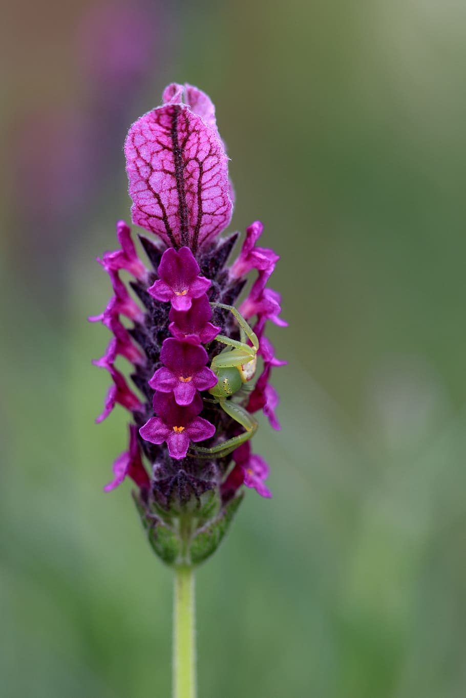 shallow focus photography of pink flower, closeup, forest, green HD wallpaper