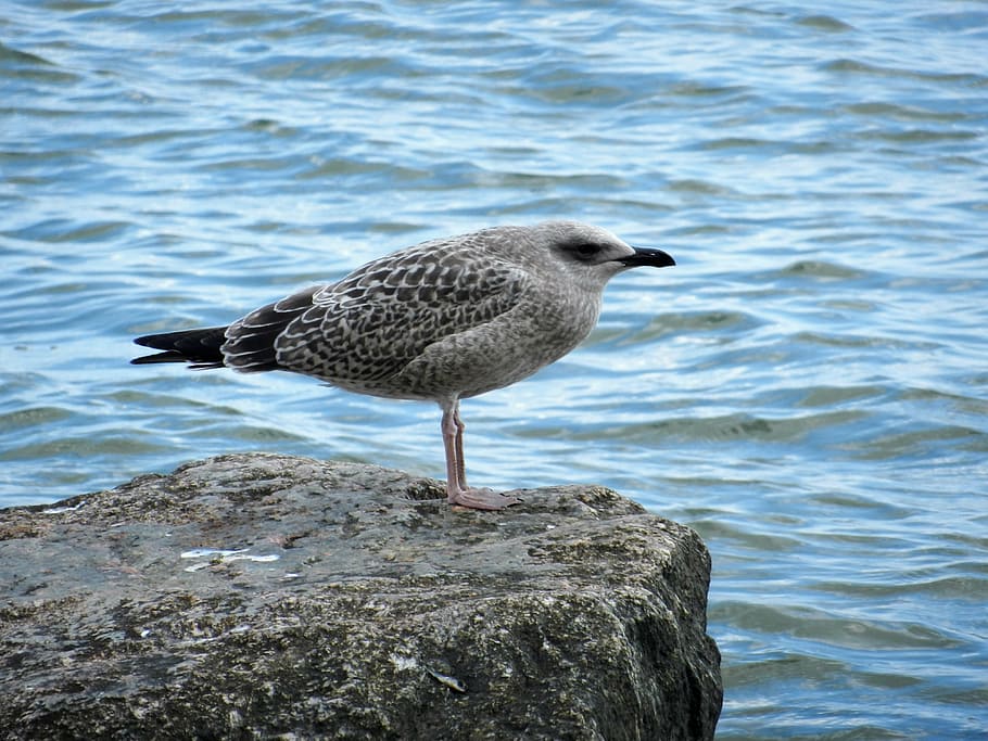 seagull, cliff, rock, bird, birds, rocks, water, landscape HD wallpaper