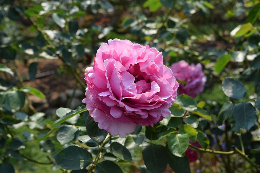 A Rose, Pink Roses, flower, pink color, plant, nature, petal HD wallpaper