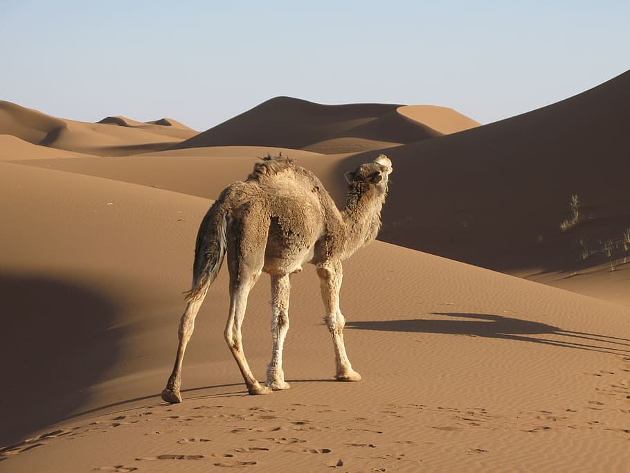 camel, desert, sand, dromedary, campaign, land, animal, mammal HD wallpaper
